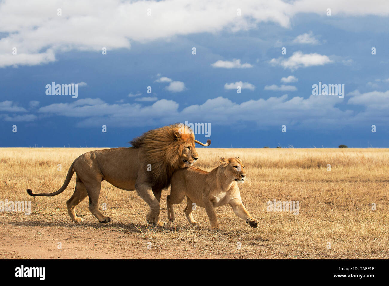 Lion (Panthera leo) giovane, Ngorongoro Conservation Area, Serengeti, Tanzania Foto Stock