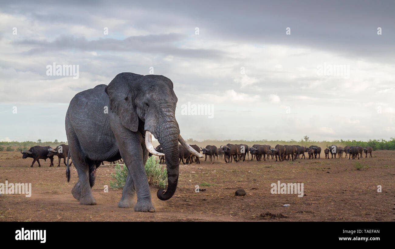 Bush africano Elefante tusker con allevamento di buffal nel Parco Nazionale di Kruger, Sud Africa ; Specie Loxodonta africana della famiglia Elephantidae Foto Stock