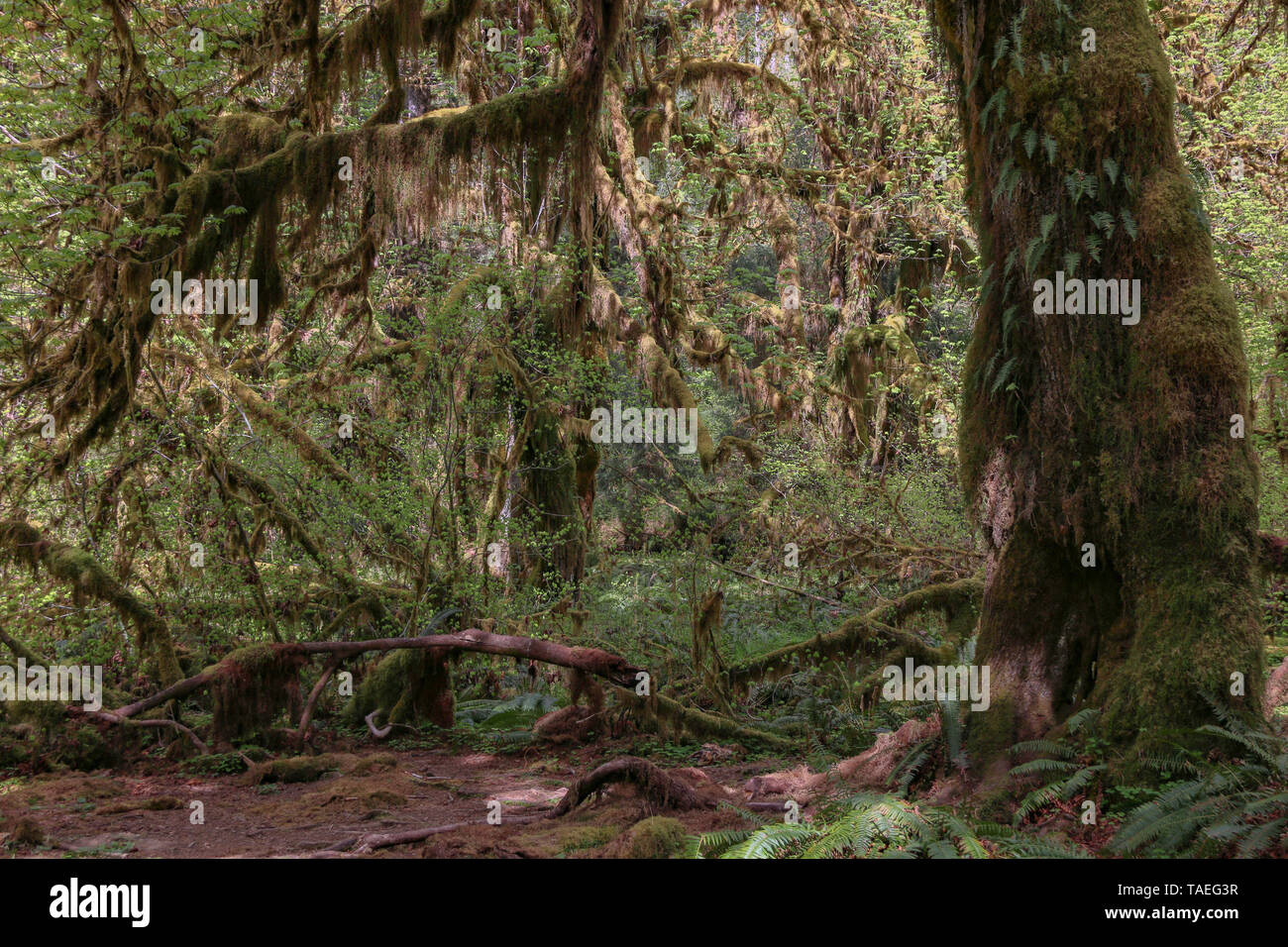 Hoh Rain Forest, il Parco Nazionale di Olympic, Washington Foto Stock