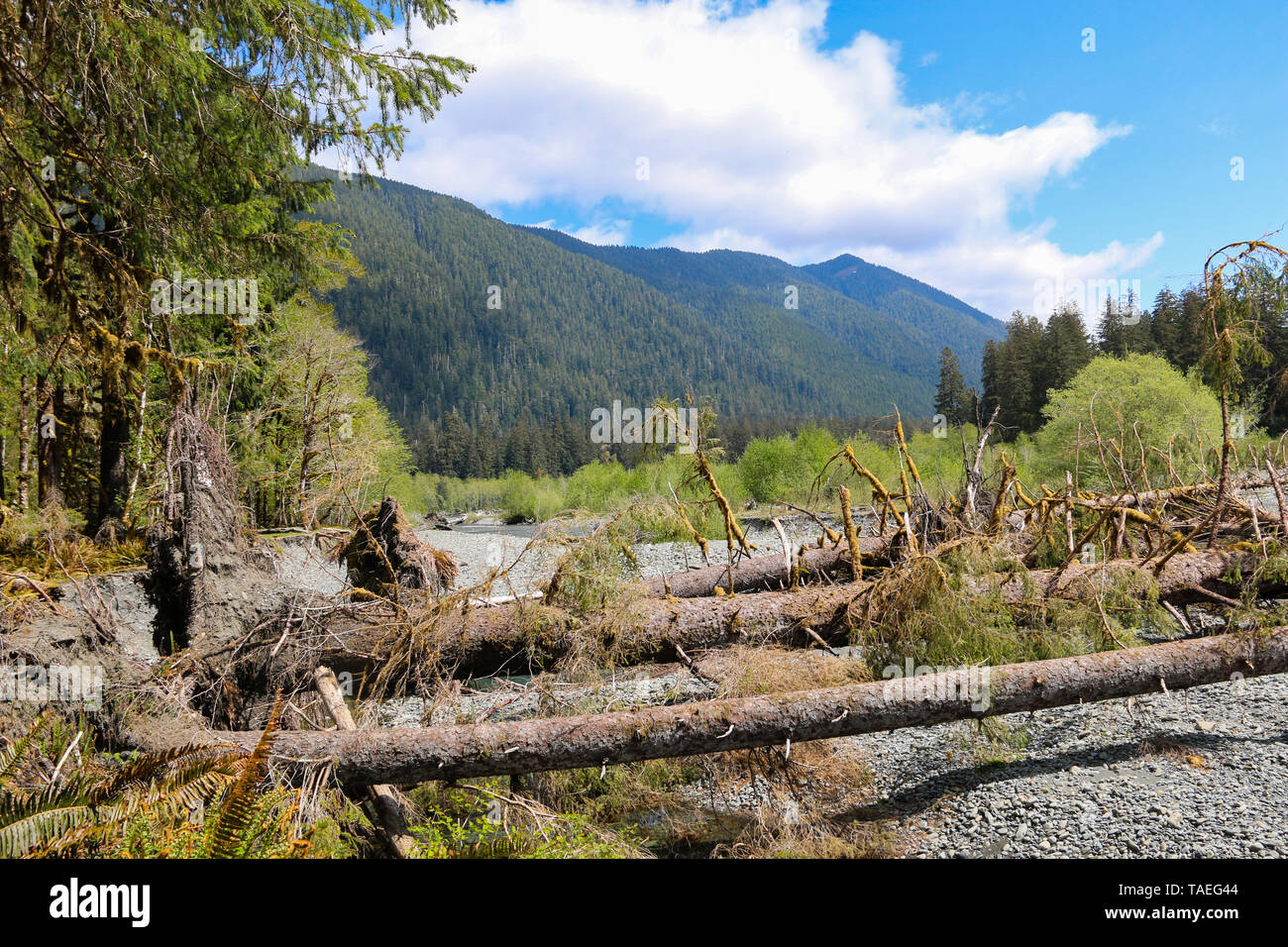 Hoh Rain Forest, il Parco Nazionale di Olympic, Washington Foto Stock