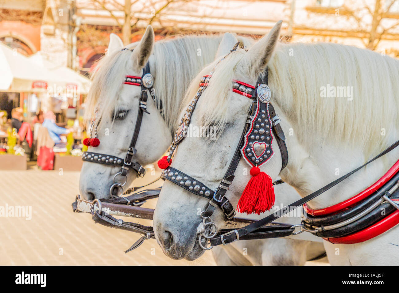 Portriats di cavalli nella Piazza Principale di Cracovia in Polonia Foto Stock