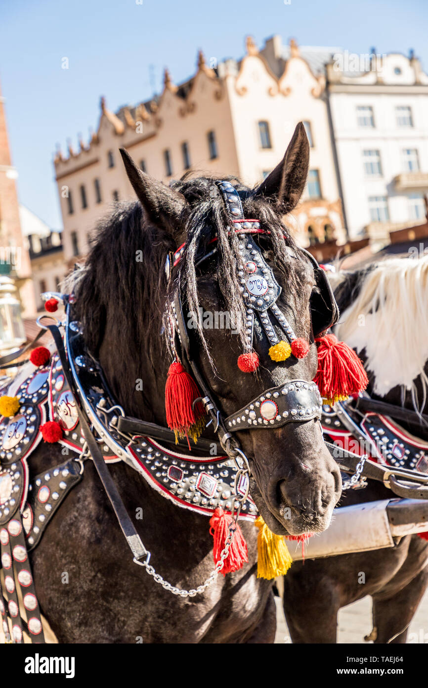 Portriats di cavalli nella Piazza Principale di Cracovia in Polonia Foto Stock