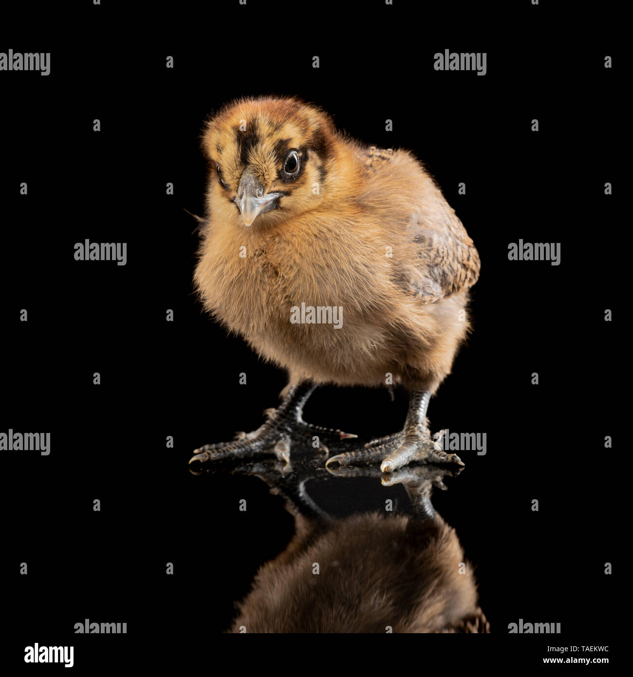 Silkie pulcino su sfondo nero Foto Stock