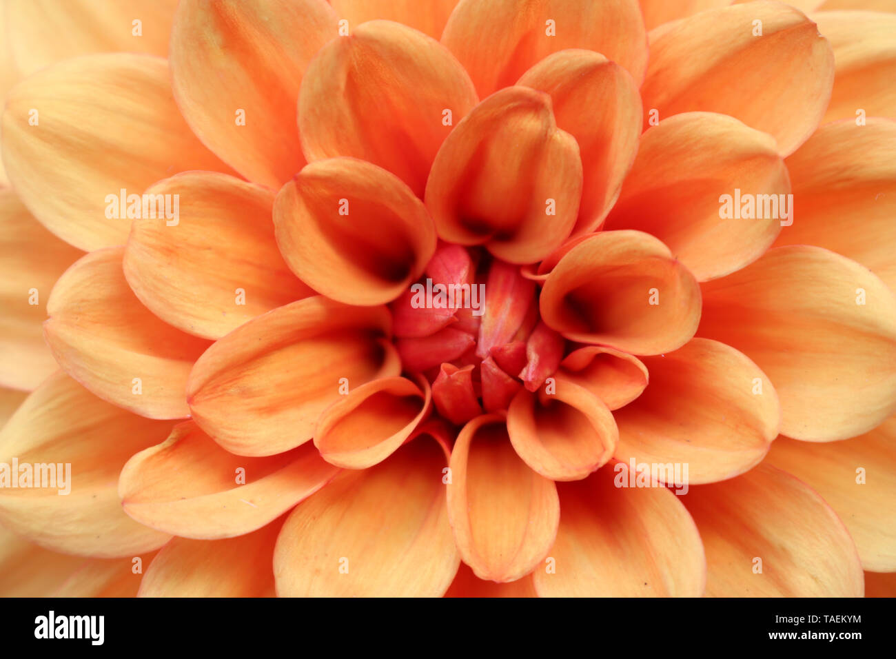 Vista ravvicinata di un arancione Fiore Dahlia al centro dell'immagine senza sfondo. Foto Stock