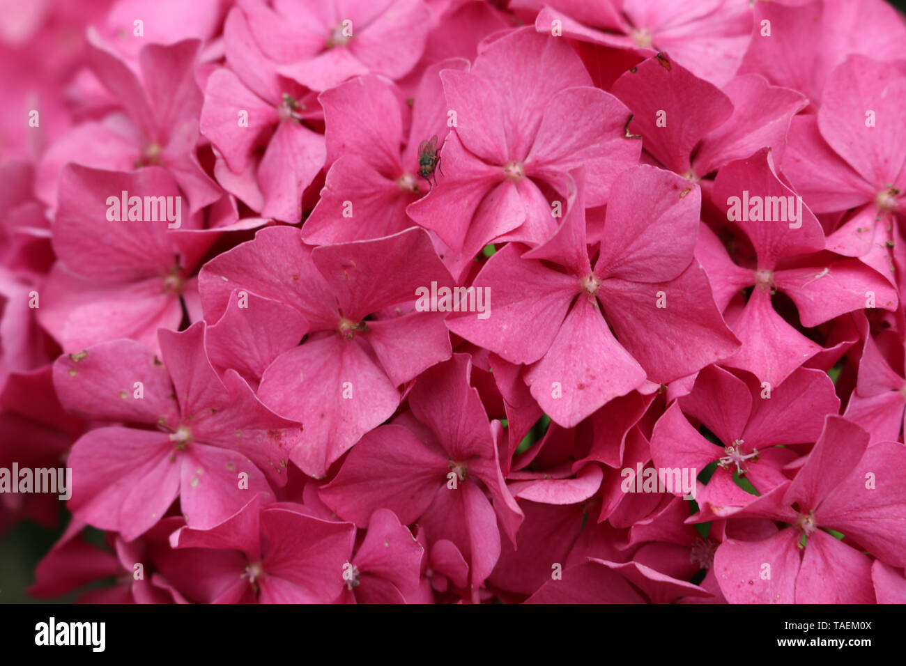 Rosa mophead Hydrangea, Hydrangea macrophylla, varietà King George fiori con sfondo n. Foto Stock