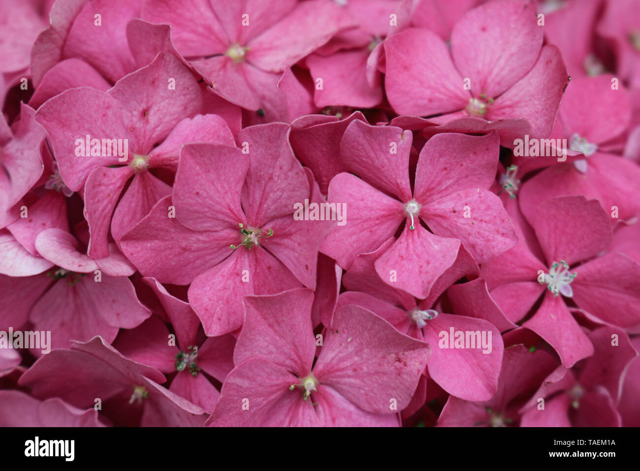 Rosa mophead Hydrangea, Hydrangea macrophylla, varietà Red Baron fiori più tardi nella stagione senza sfondo. Foto Stock