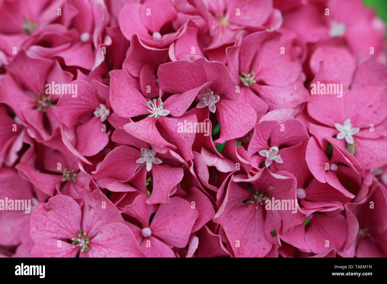 Rosa mophead Hydrangea, Hydrangea macrophylla, varietà Red Baron fiori più tardi nella stagione senza sfondo. Foto Stock