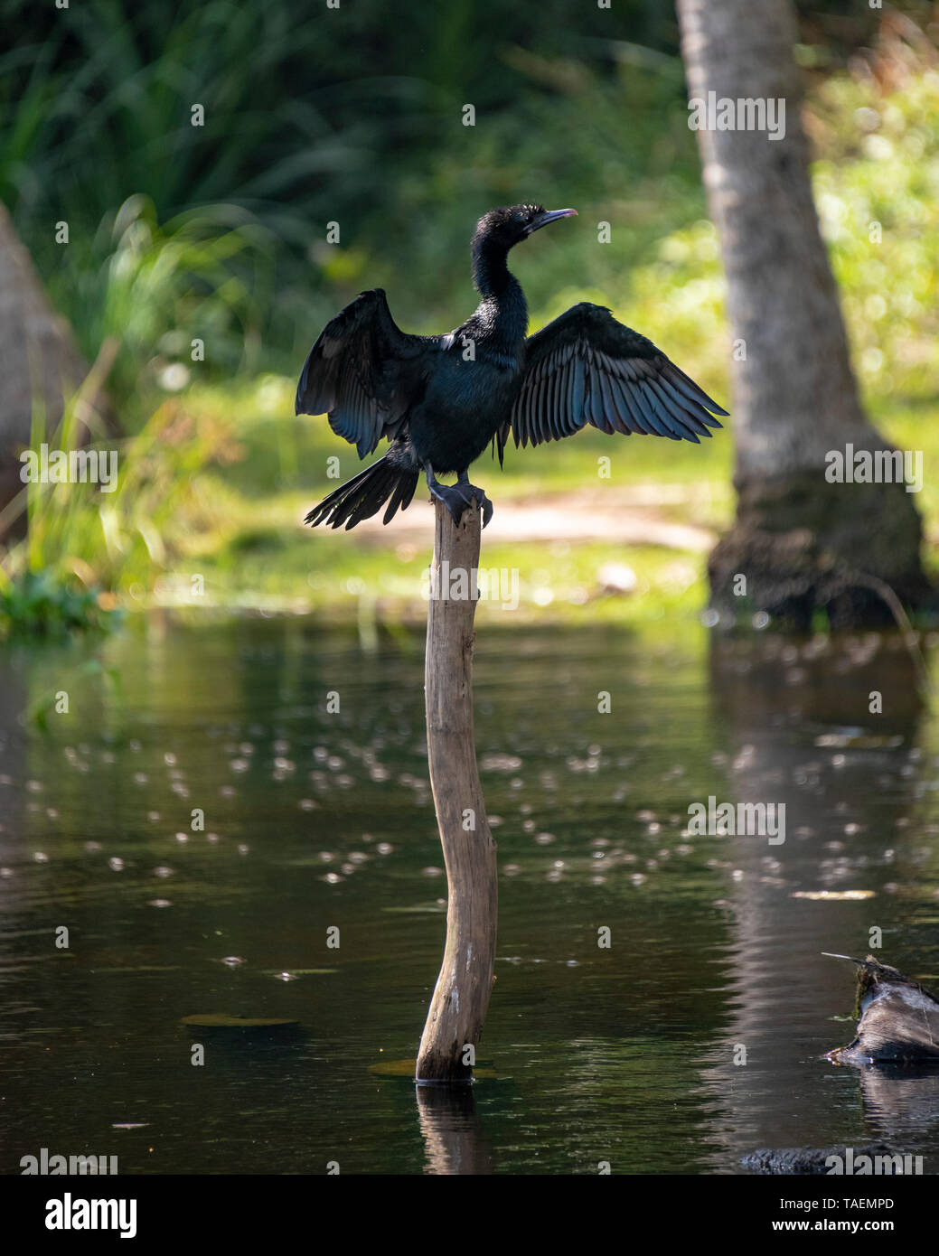 Vista verticale di un cormorano in India. Foto Stock
