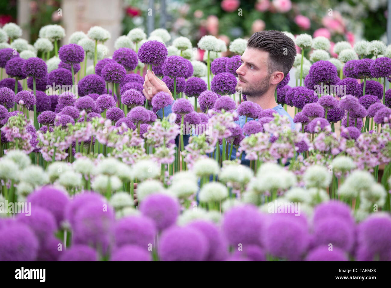 Uno degli espositori rende alcuni aggiustamenti finali al suo display di Alliums della RHS Chelsea Flower Show. Foto Stock