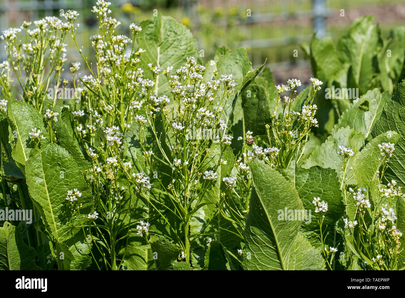 (Perossidasi di Armoracia rusticana / Cochlearia armoracia) in fiore, nativo del sud-est Europa e Asia occidentale Foto Stock