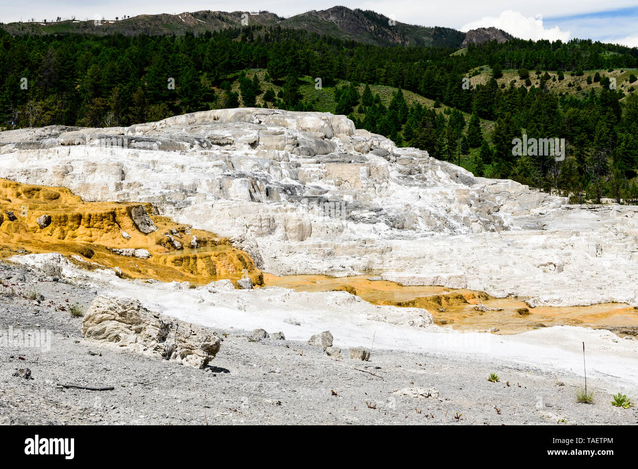 Calcare le formazioni rocciose a Mammoth Hot Springs nel Parco Nazionale di Yellowstone in Wyoming negli Stati Uniti. Foto Stock