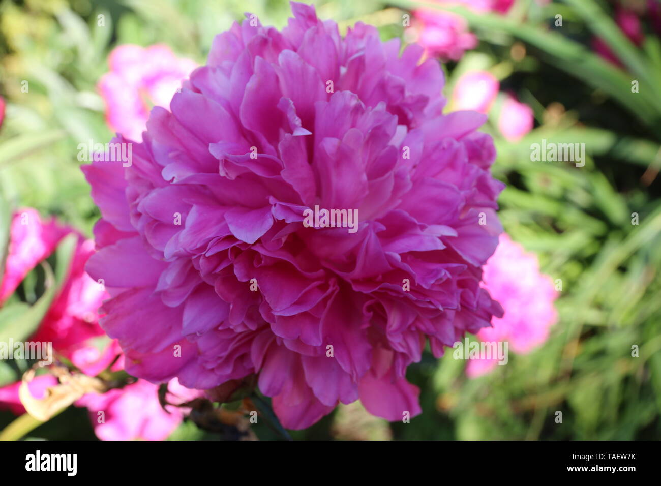 Sguardo ravvicinato di un bel colore rosa peonia, fioritura in giardino a tarda primavera. Foto Stock