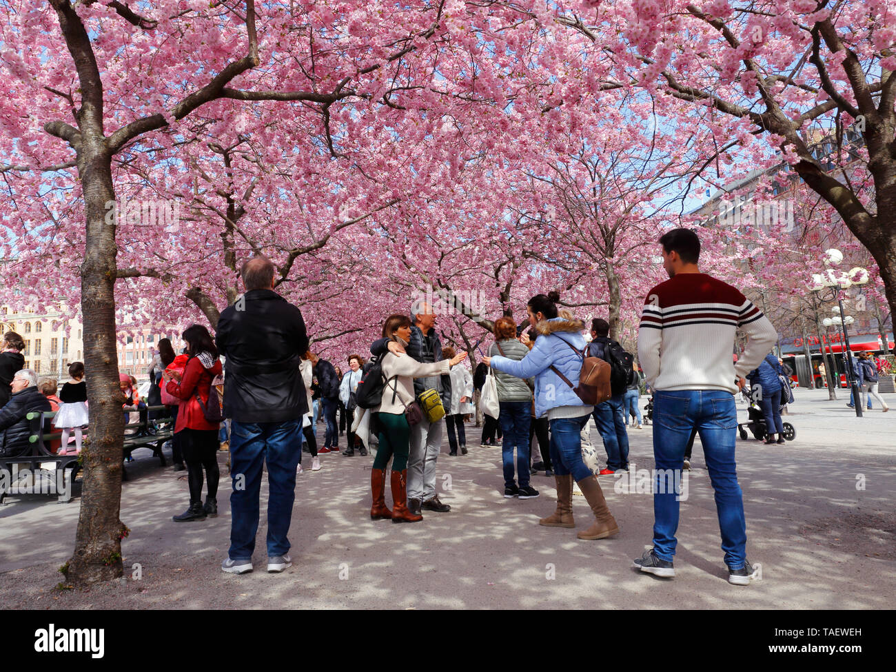 Stoccolma, Svezia - 22 Aprile 2019: Le persone sotto il Japanesse ciliegio in fiore il pubblico Parco Kungstradgarden. Foto Stock