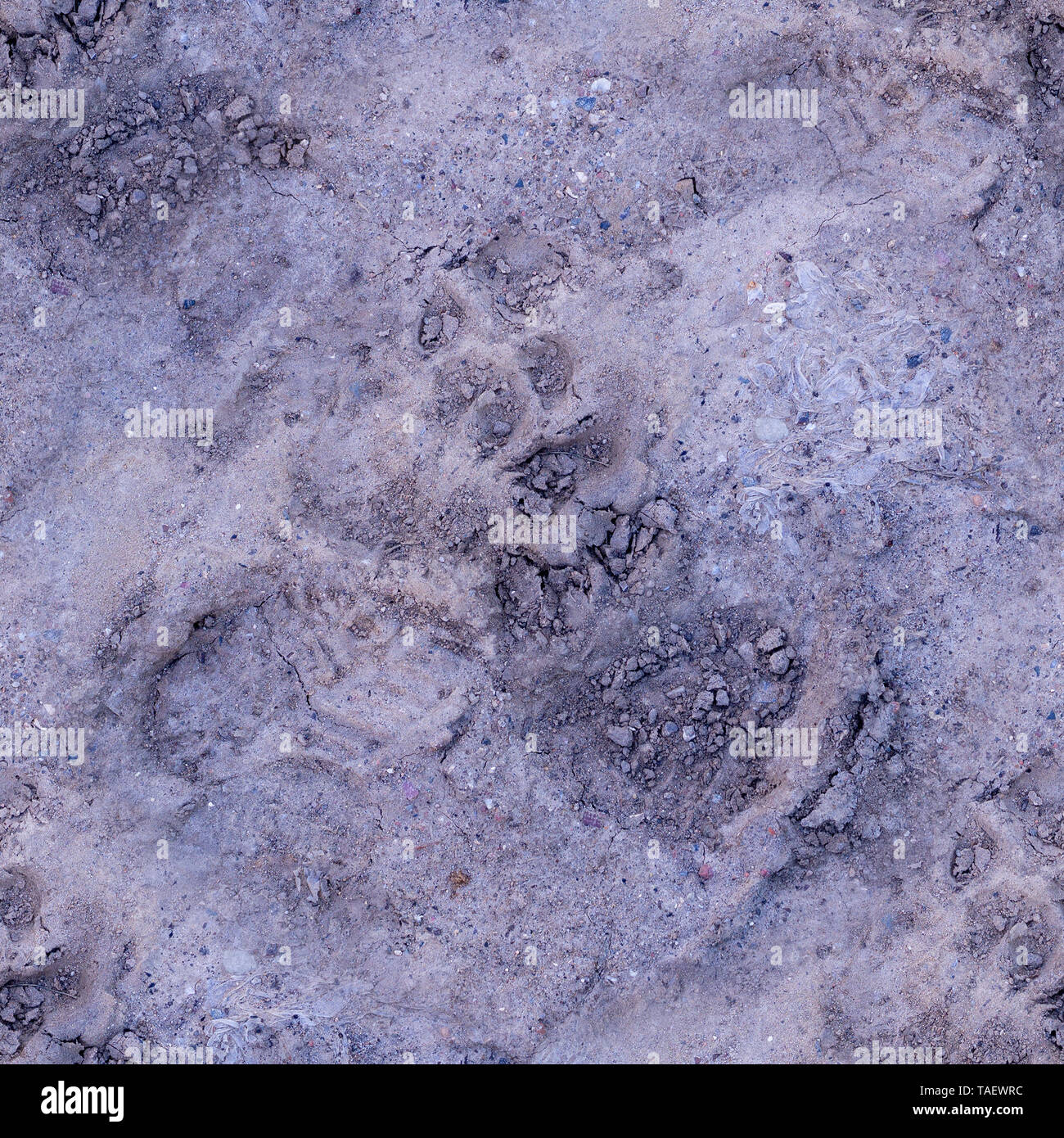 Seamless zampa del cane di stampe in soft sporco. sfondo naturale. Foto Stock