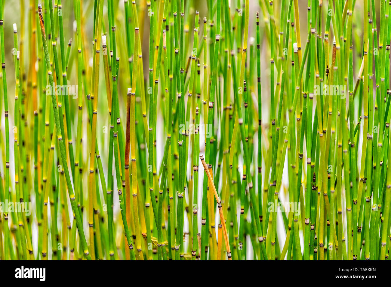 Bambù di piccole piante giovani sfondo astratto con pattern di Hida Takayama non Sato vecchio folk village nella Prefettura di Gifu, Giappone Foto Stock