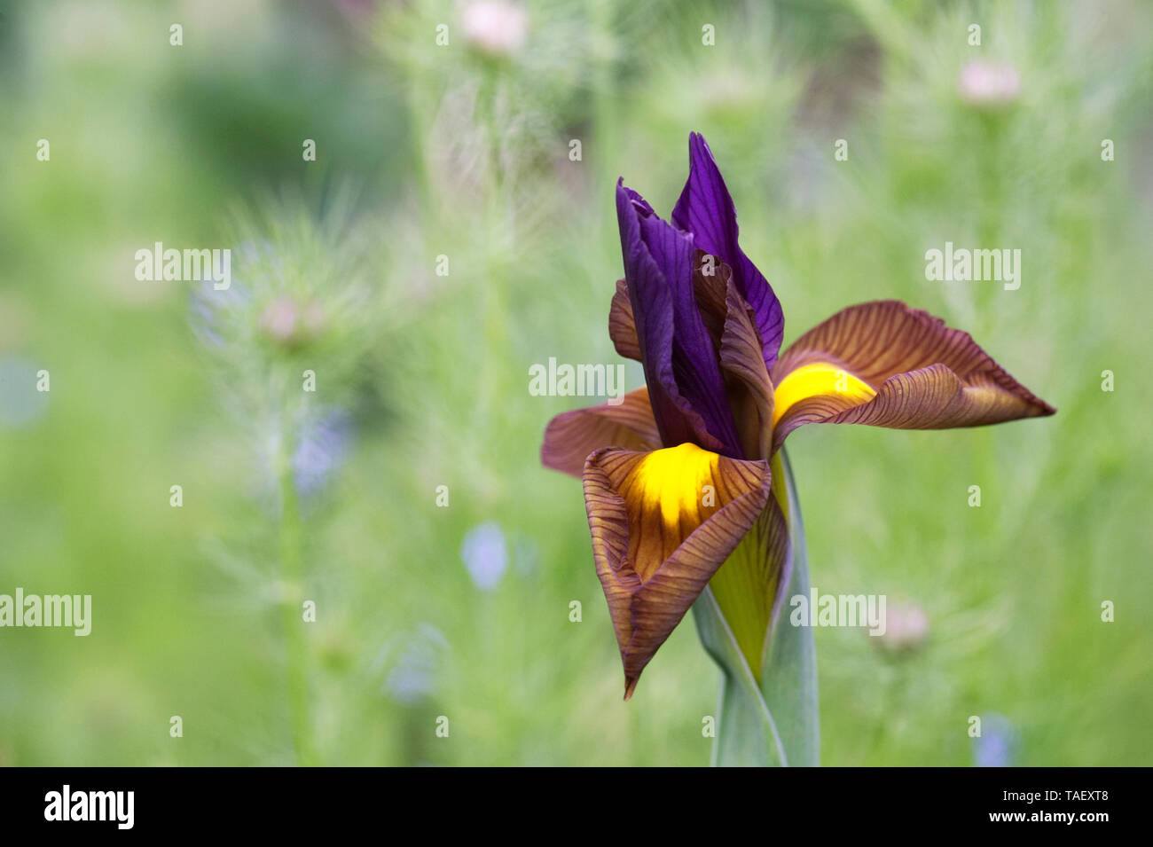 Iris hollandica "Bellezza nera' fiore in primavera. Foto Stock