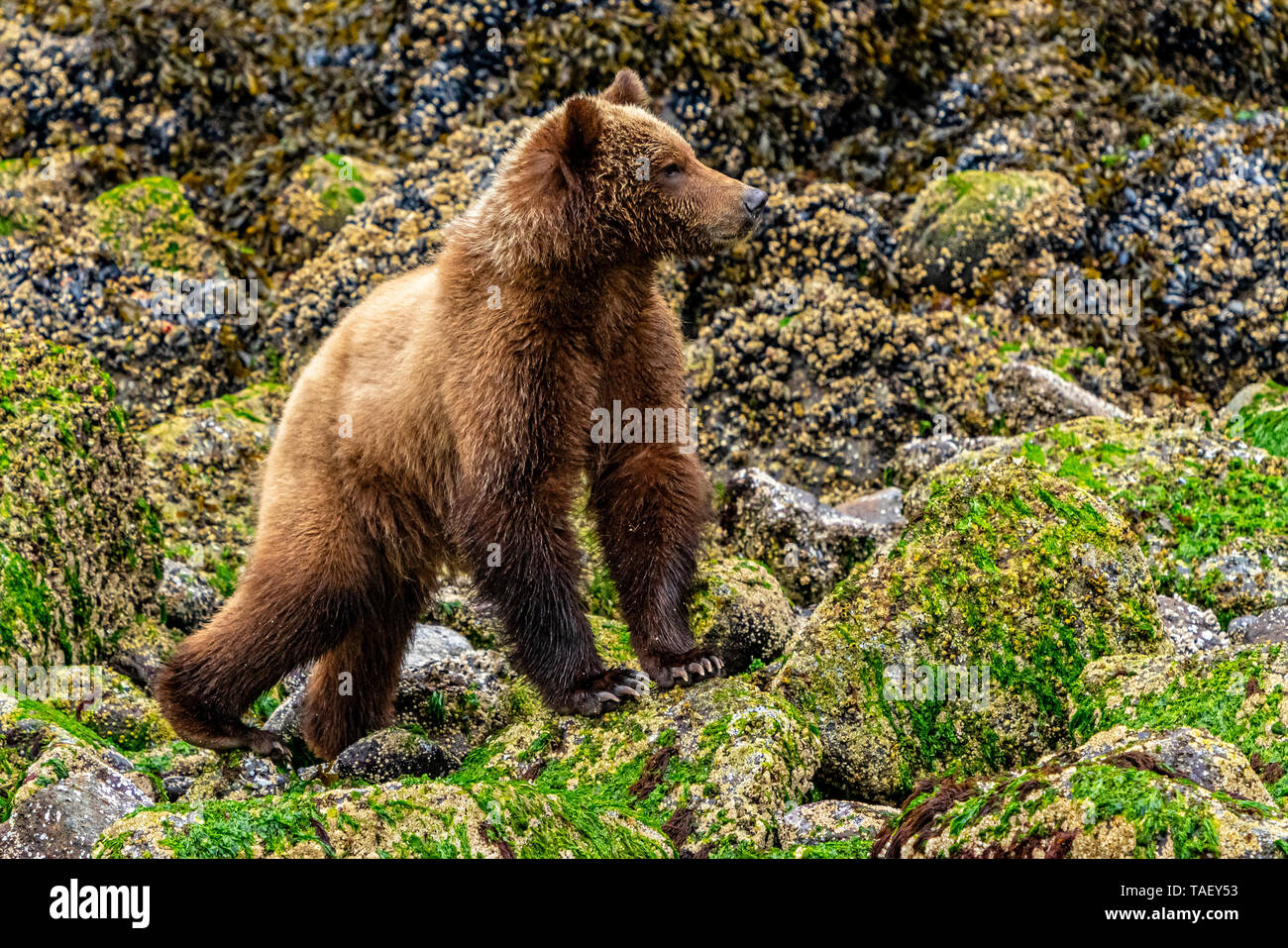 Grizzly Bear Cub assaporerete lungo il basso tideline in ingresso del cavaliere, Prime Nazioni Territorio, British Columbia, Canada. Foto Stock