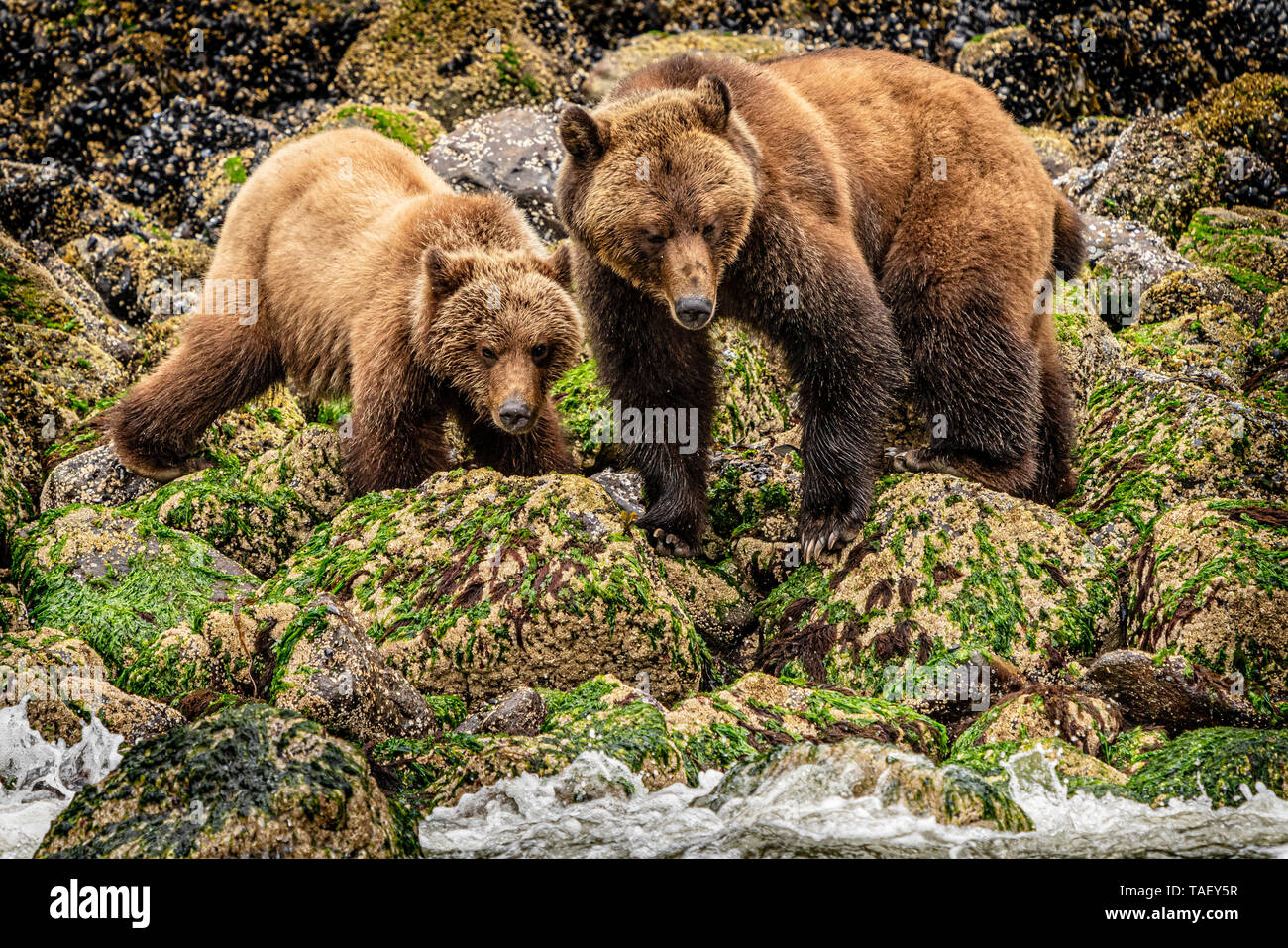 Orso grizzly mom e lupetti assaporerete lungo il basso tideline in ingresso del cavaliere, Prime Nazioni Territorio, British Columbia, Canada. Foto Stock