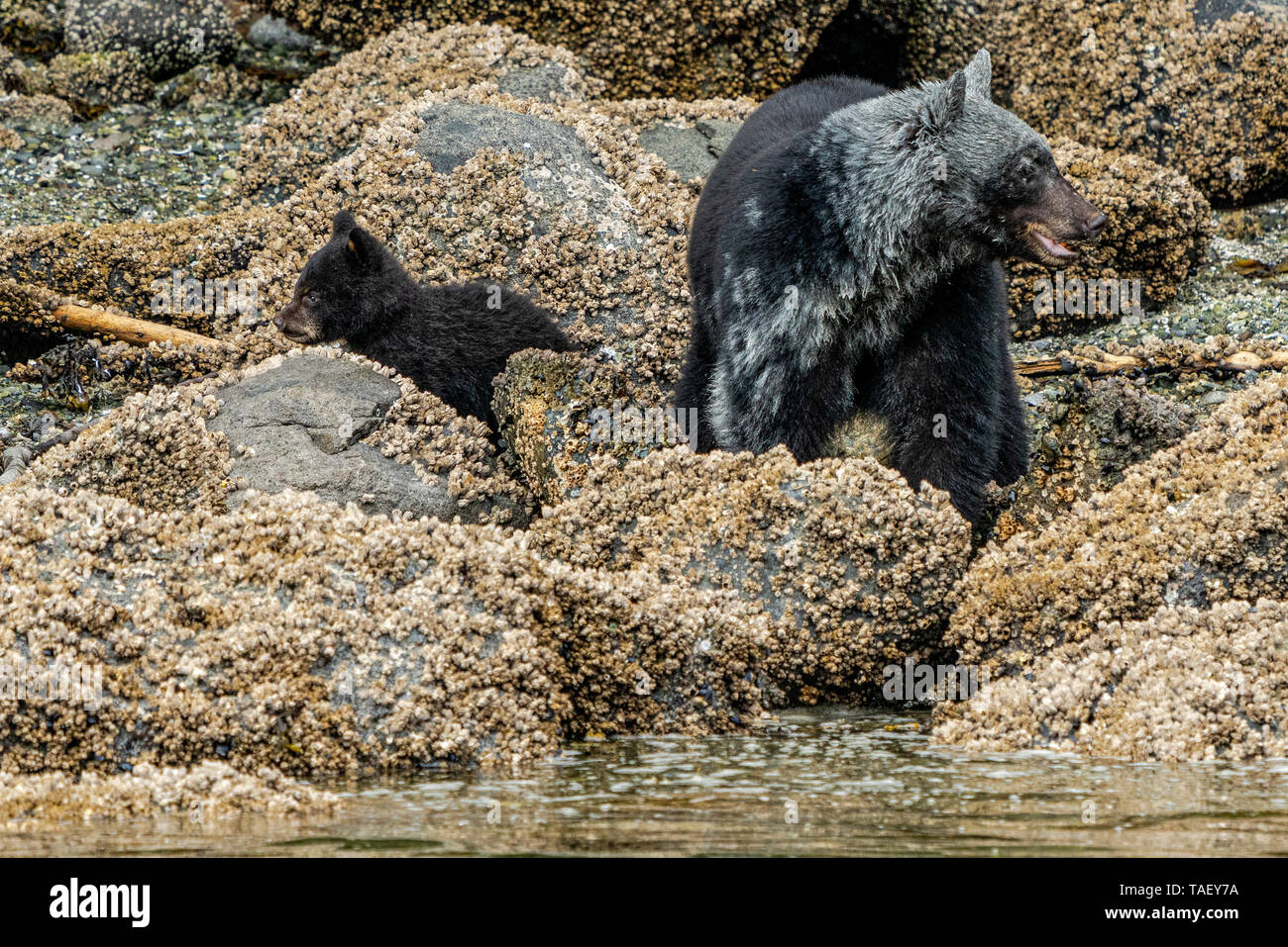 Black Bear mom nella sporcizia coperto e il suo questo anni cub assaporerete lungo il basso tideline su un arcipelago di Broughton litorale, Prime Nazioni territorio, Foto Stock