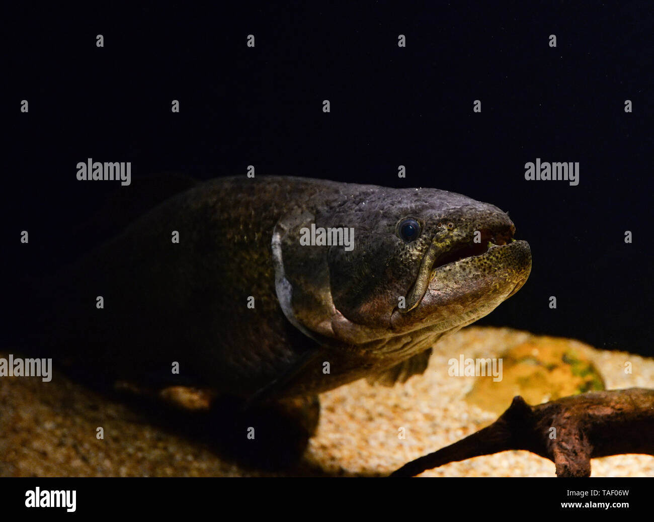 wolf fish swimming marine life underwater / Hoplias malabaricus fish Foto Stock
