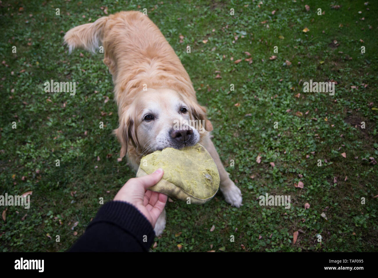 Proprietario del cane giocando con il Golden Retriever Foto Stock