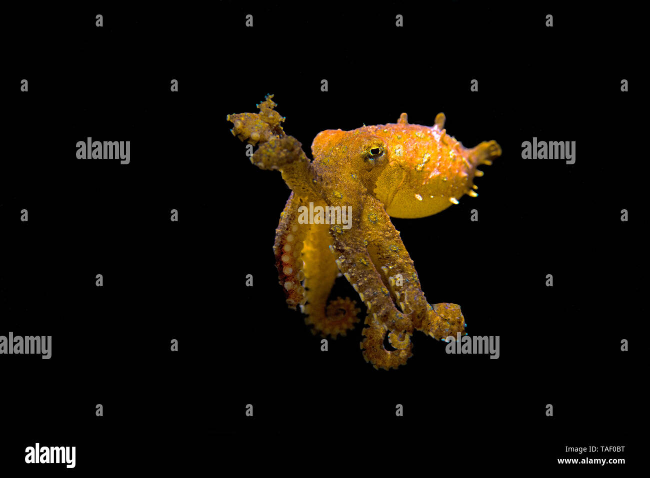Blu-inanellati octopus, Hapalochlaena lunulata Foto Stock