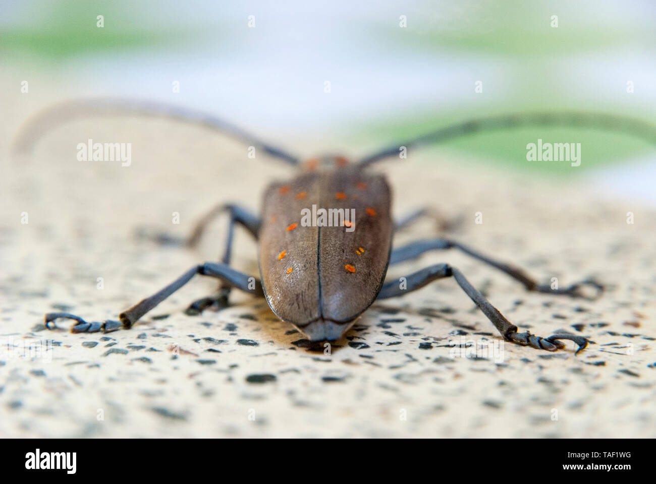 Big bug su una tavola dal retro, vicino la foto, Asia Foto Stock