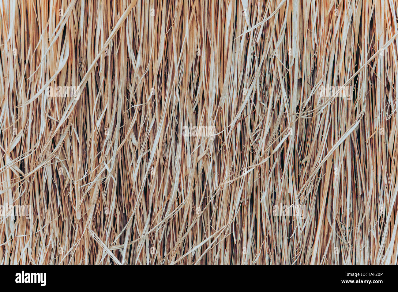 Tetto di Paglia sfondo, fieno o erba secca dello sfondo. Un tetto di paglia, fieno o erba secca dello sfondo. Il fieno di erba, tetto texture. Paglia secca, sullo sfondo del tetto Foto Stock