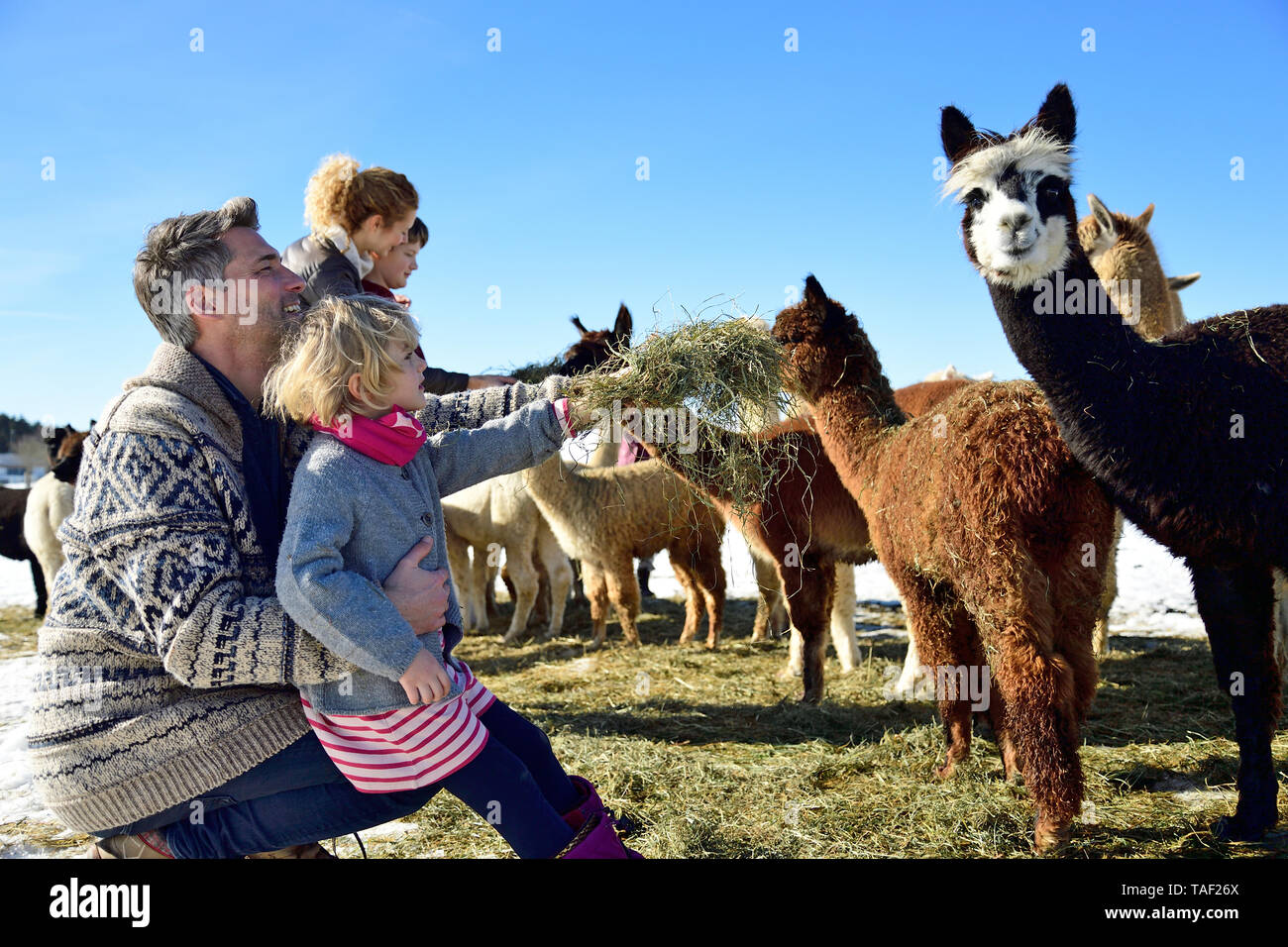 Famiglia alpaca alimentazione con fieno su un campo in inverno Foto Stock