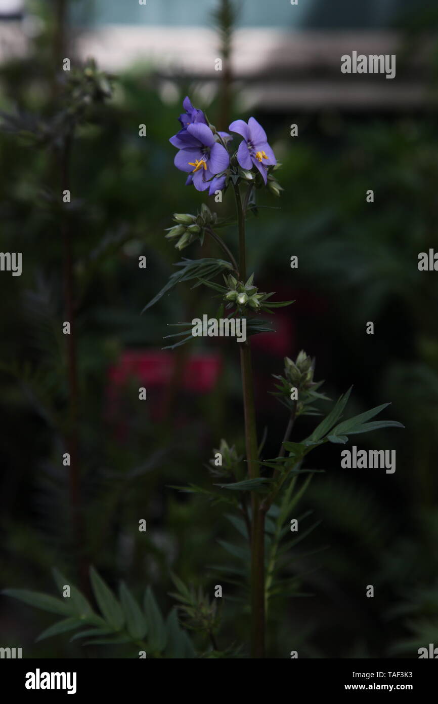 Polemonium yezoense var. hidakanum Bressingham viola "Polbress' a piante erbacee perenni dalla famiglia Polemoniaceae in primavera Foto Stock