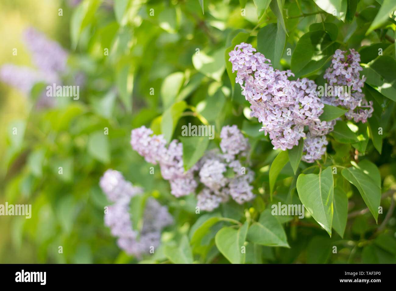 Luce violetta fiore lilla con foglie verdi di sfondo - Spazio di testo, il fuoco selettivo Foto Stock