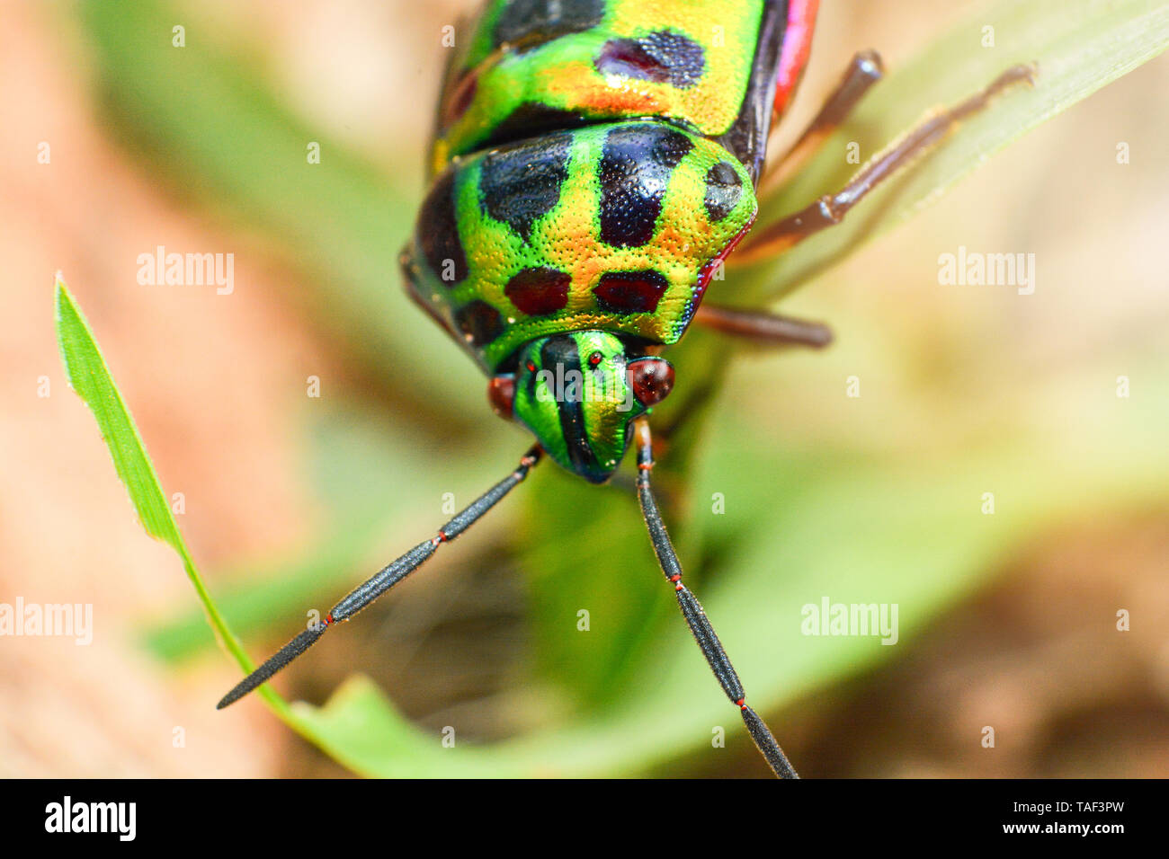 Colorata del gioiello verde beetle bug su foglia di natura background / Close up insetto verde Foto Stock