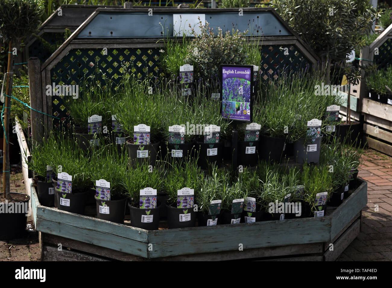 Pentole di inglese " Lavanda Lavandula angustifolia' erba arbusto della famiglia Lippenblütler in vendita in centro giardino sul display Foto Stock