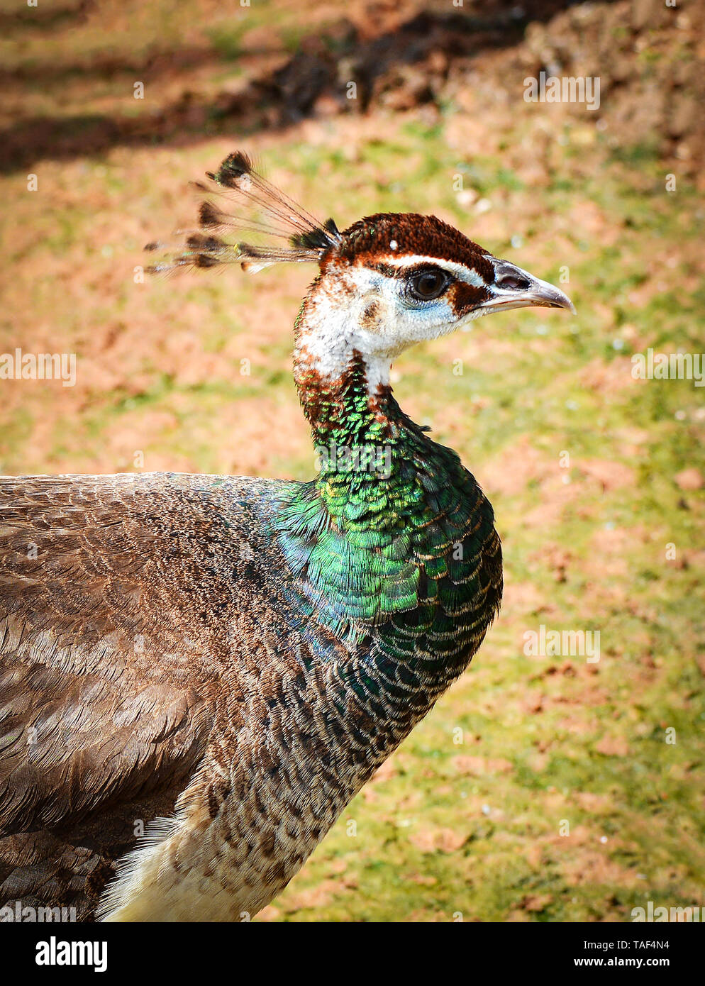 Peahen - Femmina Pavone uccelli di belle passeggiate sulla fattoria / Peafowl bird Foto Stock