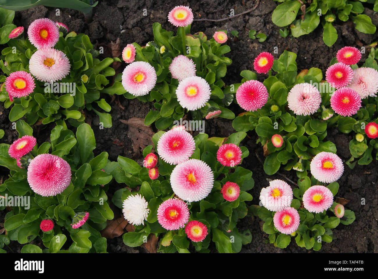 Gruppo di Bellis Perennis Pomponette (bellis margherite) cultivar di l'inglese daisy. Foto Stock