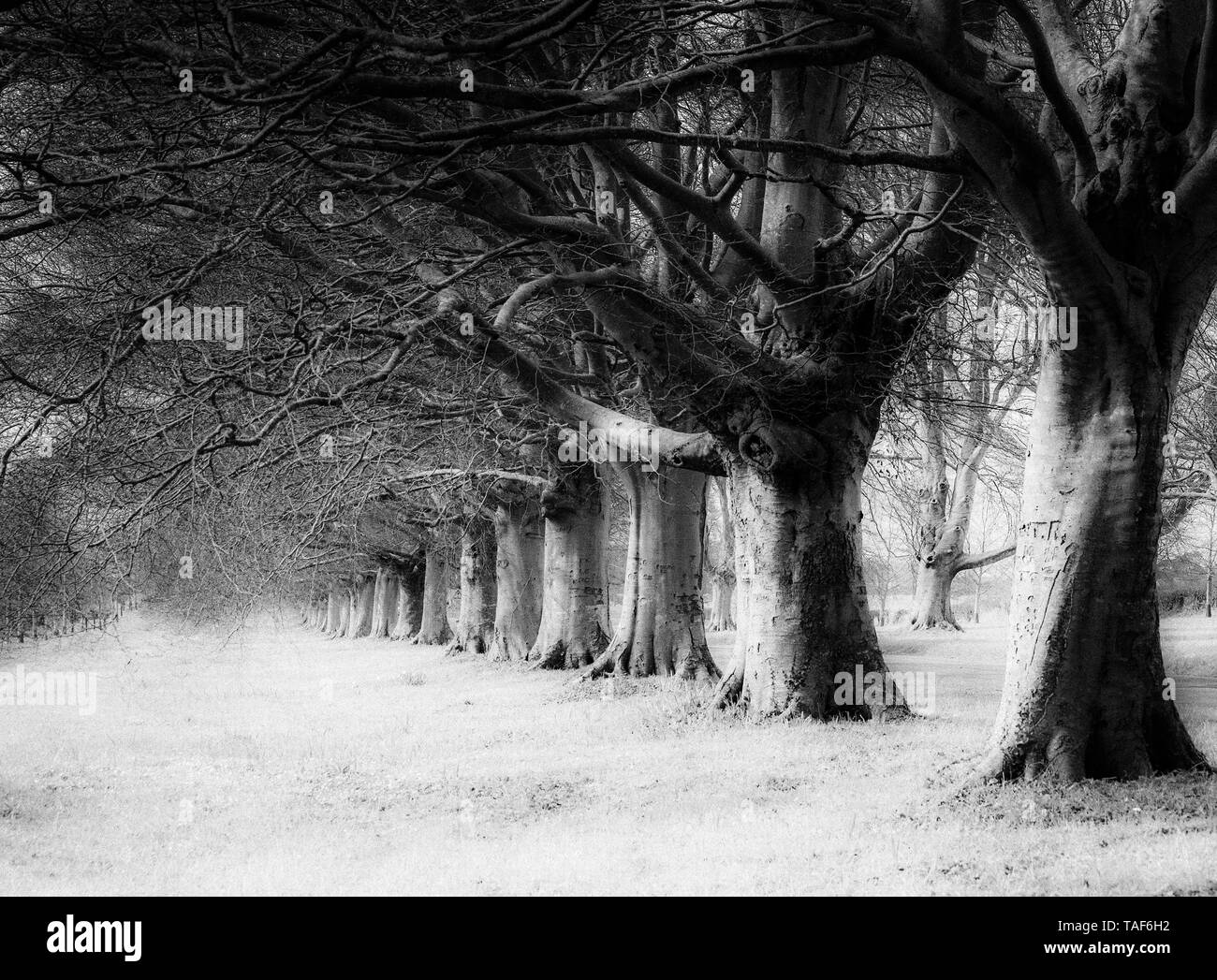 Immagine a infrarossi in bianco e nero della Beech avenue vicino a Kingston Lacy, Dorset. Gli alberi si ritirano in lontananza e hanno un'atmosfera ultraterrena. Foto Stock