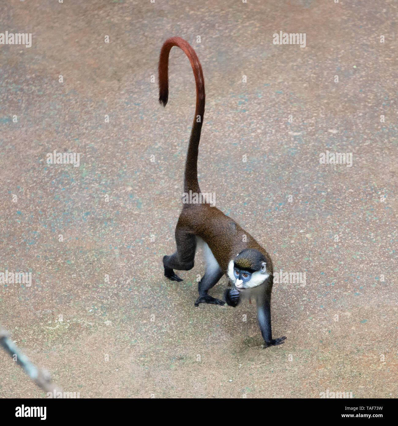 Una scimmia tamarin camminando sulla terra. Foto Stock