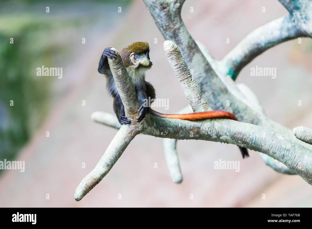 Tamarin seduta di scimmia in una struttura ad albero nel suo habitat. Foto Stock