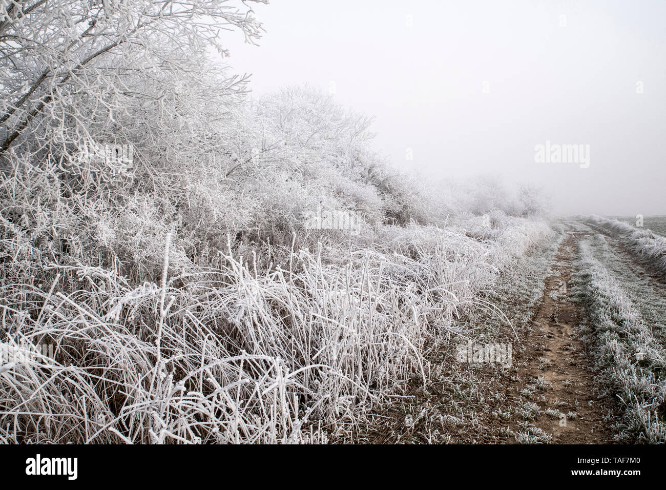 Nebbia di brina sulla campagna, Vosges, Francia Foto Stock