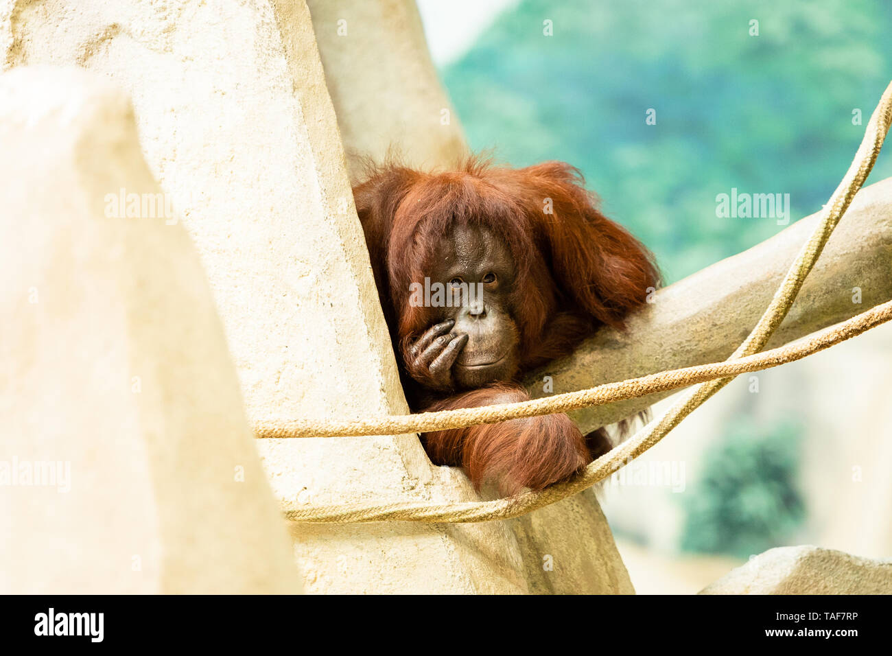 Un adulto orangutan che stabilisce e guardando verso la telecamera. Foto Stock