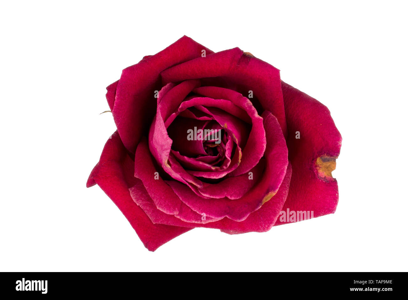 Bella immagine rosa rossa Immagini senza sfondo e Foto Stock ritagliate -  Alamy