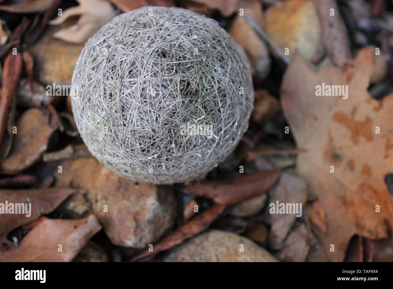 Strano sfera naturale trovato nella foresta Foto Stock