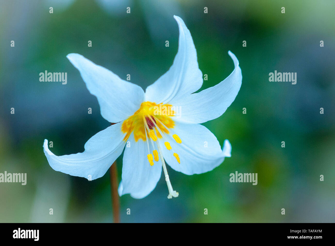 Giglio di valanghe, Erythronium montanum, il Parco Nazionale di Olympic, Washington, Stati Uniti d'America Foto Stock