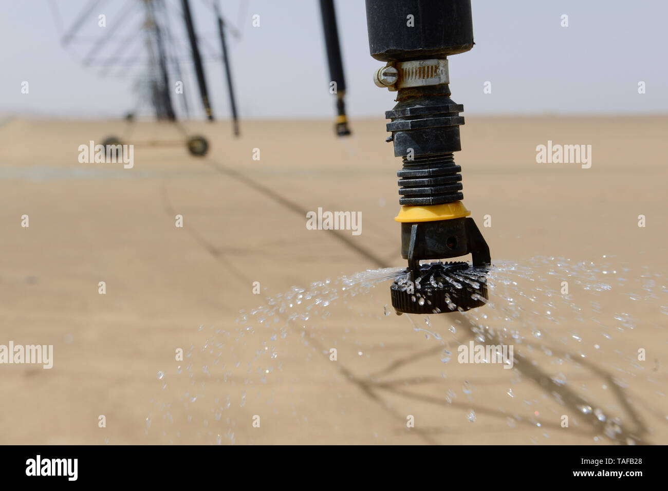 Egitto, Bahariyya oasi nel deserto, agricoltura , centro di irrigazione a perno per un nuovo ciclo di negoziati in campo nel deserto di sabbia, l'acqua viene pompata da 800 metri di pozzi profondi usando acqua di fossili del Nubian falda acquifera di arenaria Foto Stock