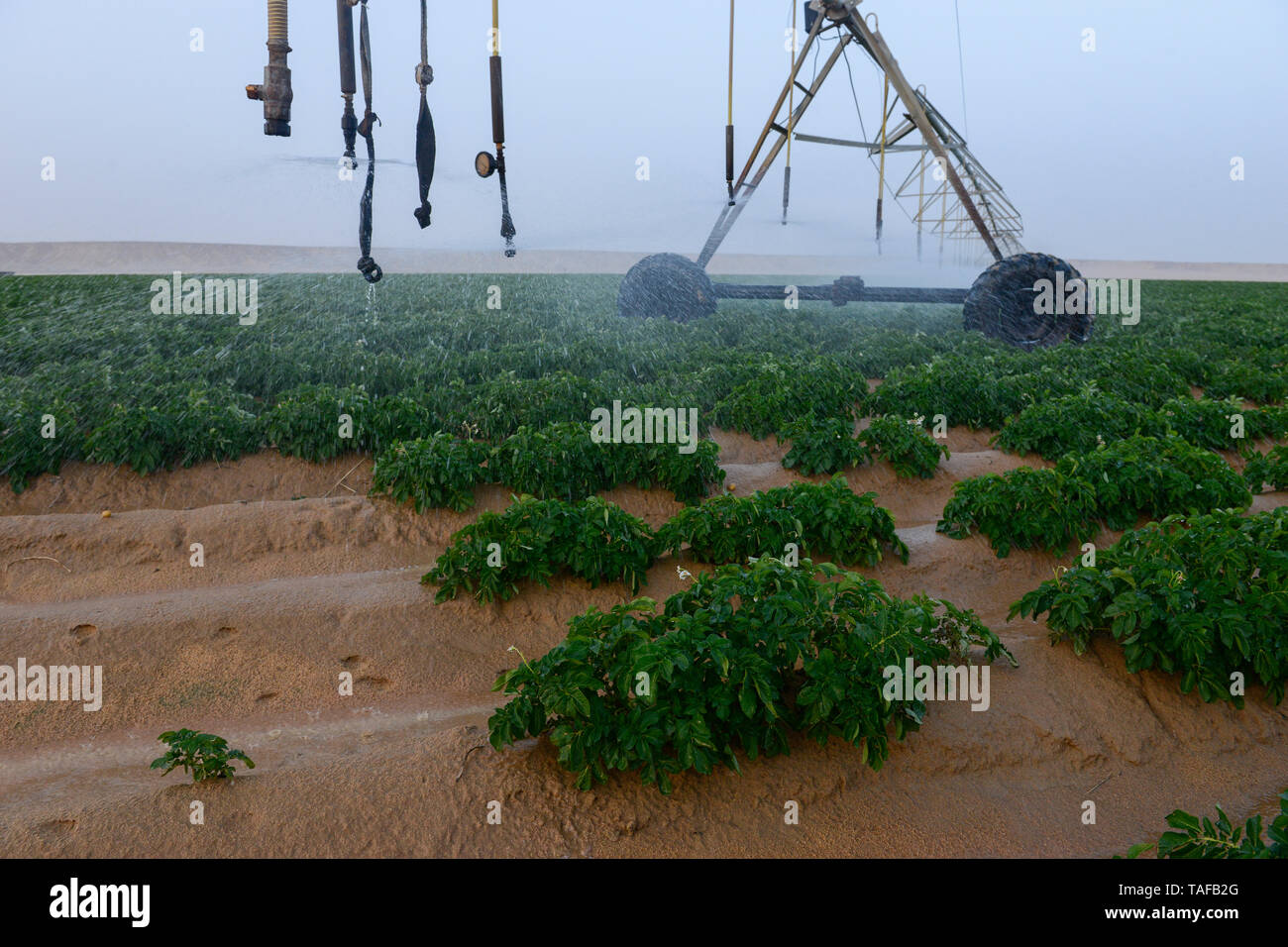Egitto, Farafra oasis, Abu Minqar, coltivazione di patate nel deserto, il centro di rotazione di irrigazione, di acque sotterranee fossili viene pompato dal Nubian arenaria falda acquifera da 1000 metri di pozzi profondi, con il milione e mezzo di progetto Feddan il governo egiziano vuole espandere le aziende agricole nel deserto a crescere più raccolti per la rapida crescita della popolazione e per l'esportazione troppo Foto Stock