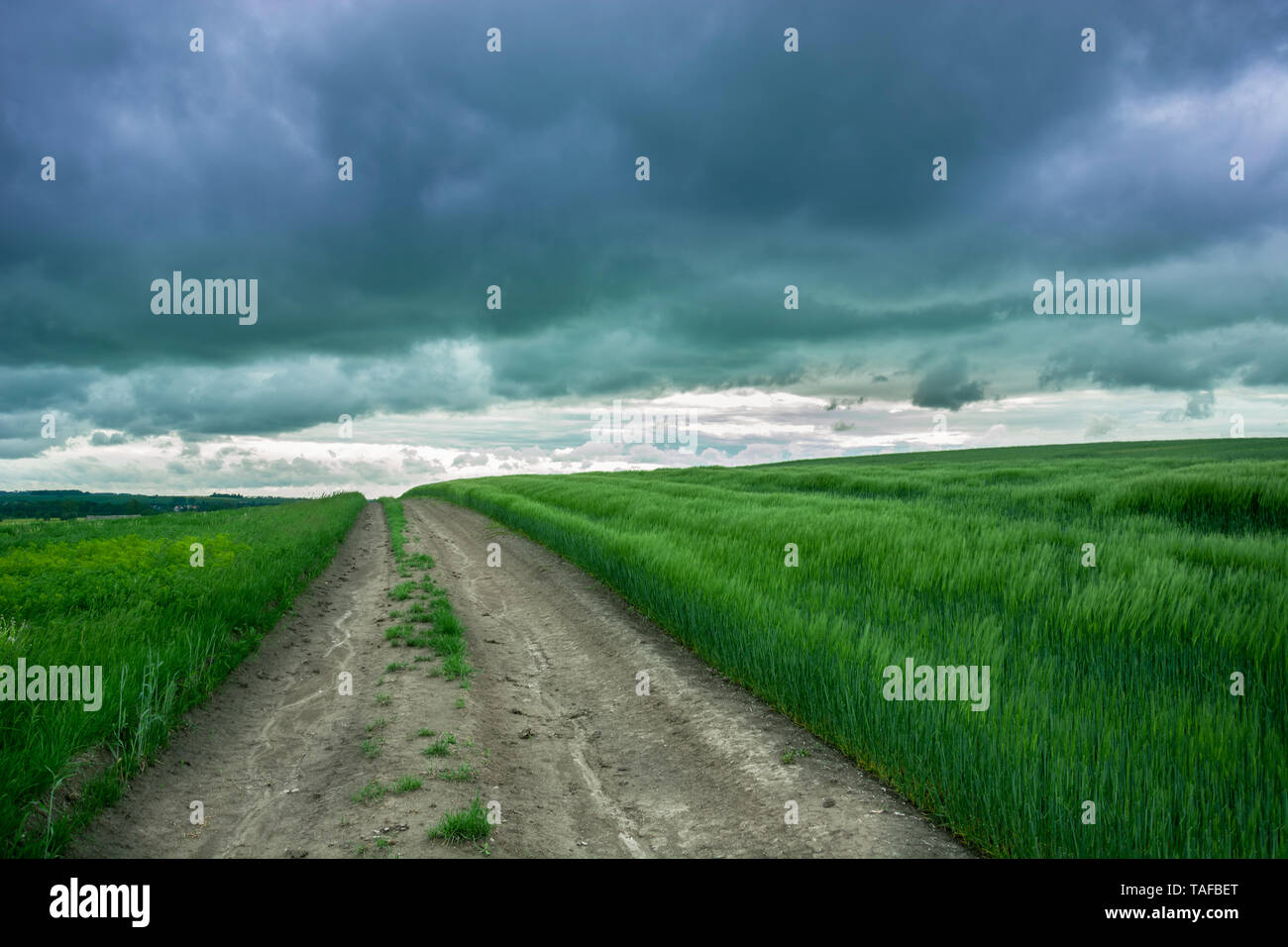 Strada di campagna attraverso un campo di cereali verde scuro e piovoso nuvole nel cielo - molla giorno nuvoloso Foto Stock