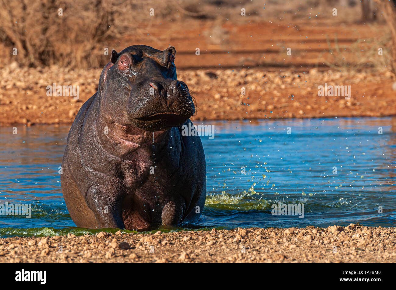 Ippopotamo uscire da un waterhole a Erindi Private Game Reserve in Namibia. Foto Stock