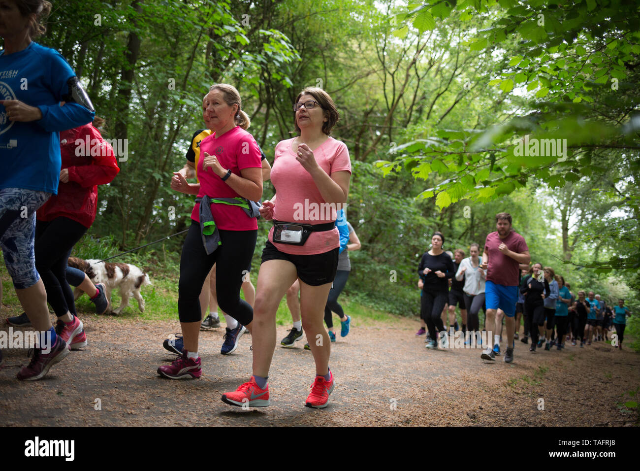 Glasgow, Regno Unito. 25 Maggio, 2019. Il 534th libera e temporizzato Parkrun evento avviene in Pollok Country Park, con locale running club Bellahouston Harriers facendo un volontario-acquisizione, con le loro guide del club che soddisfano tutte le posizioni di volontariato in corso di esecuzione, a Glasgow in Scozia, il 25 maggio 2019. Questo Parkrun era il 534th libero e Parkrun temporizzato 5km eseguire detenute nel parco di Glasgow Southside, ed è uno dei centinaia di tali all-inclusive eventi che si tengono in tutto il Regno Unito e a livello internazionale ogni fine settimana sotto il banner Parkrun. Credito: jeremy sutton-hibbert/Alamy Live News Foto Stock