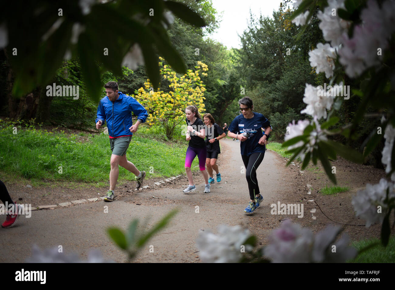 Glasgow, Regno Unito. 25 Maggio, 2019. Il 534th libera e temporizzato Parkrun evento avviene in Pollok Country Park, con locale running club Bellahouston Harriers facendo un volontario-acquisizione, con le loro guide del club che soddisfano tutte le posizioni di volontariato in corso di esecuzione, a Glasgow in Scozia, il 25 maggio 2019. Questo Parkrun era il 534th libero e Parkrun temporizzato 5km eseguire detenute nel parco di Glasgow Southside, ed è uno dei centinaia di tali all-inclusive eventi che si tengono in tutto il Regno Unito e a livello internazionale ogni fine settimana sotto il banner Parkrun. Credito: jeremy sutton-hibbert/Alamy Live News Foto Stock