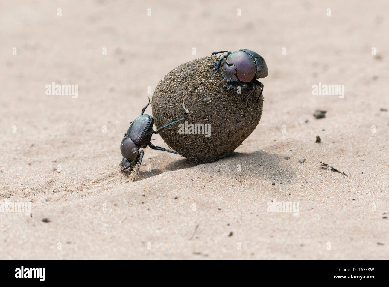 Sacro Dung Beetle (Scarabaeus sacer), Santa-Lucia Penisola, Sud Africa Foto Stock